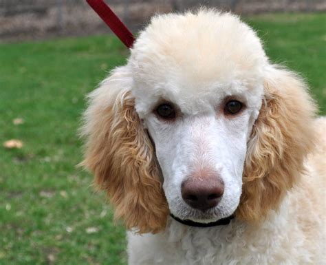 This breed is a favourite amongst <b>UK</b> dog lovers, being developed around the Anglo-Scottish border. . Poodle rescue uk